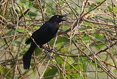 Carib Grackle